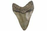 Fossil Megalodon Tooth - North Carolina #384105-2